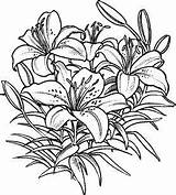 Coloring Pages Lilies Lily Flower Flowers Pencil Stargazer Drawing Stamps Adults Template Drawings Colouring Adult Floral Color Stampin Sketch Rubber sketch template
