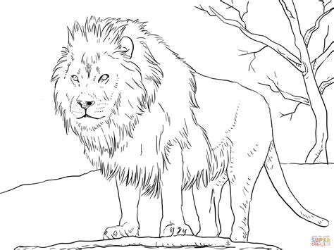 male african lion coloring  super coloring