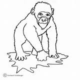 Coloring Ape Pages Chimp Template Bounty Hunter Dog Apes Gibbon Sitting Printable Cartoon Drawing Monkey Supercoloring sketch template