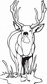 Coloring Pages Deer Male Buck Big Animal Meadow Mixed Kidsdrawing Template sketch template