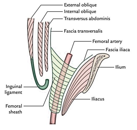 femoral sheath earths lab transversus abdominis arteries sheath