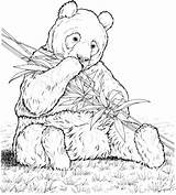 Panda Coloring Pages Realistic Printable sketch template