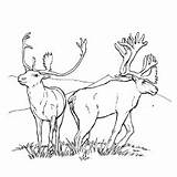 Caribou Coloring Pages Designlooter Toddlers sketch template