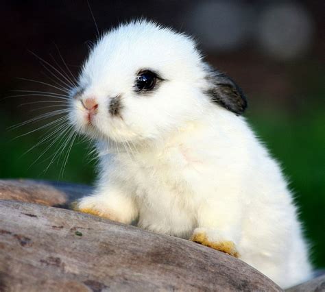 rabbit ramblings cute bunnies    missing