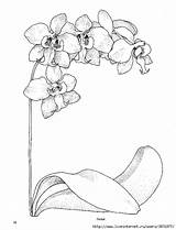 Orchids Jar Colouring Orchidee Getdrawings sketch template