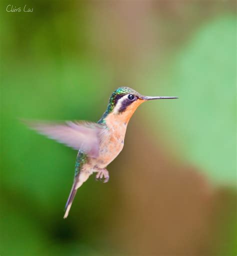 orange throated hummingbird  dont    real nam flickr