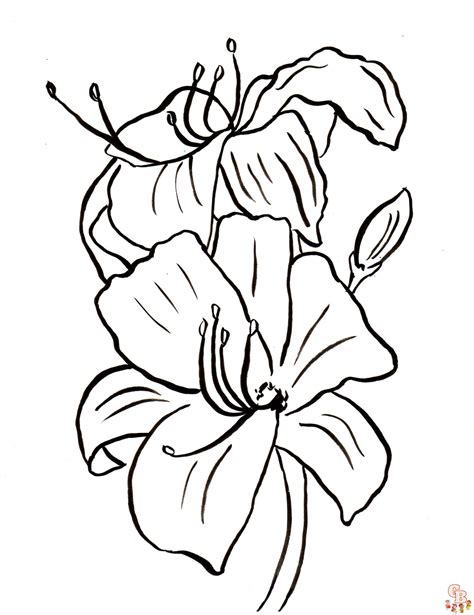 beautiful lily coloring pages  kids printable