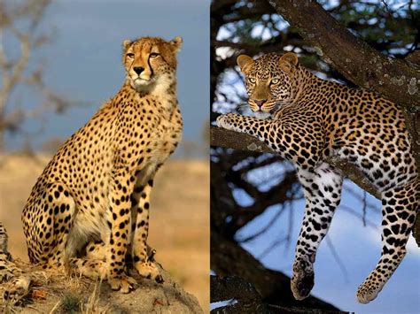 cheetah  leopard   win