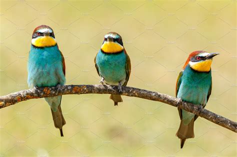 colorful birds high quality animal stock  creative market