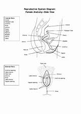 Reproductive Female Diagram System Anatomy Side Pdf Printable sketch template
