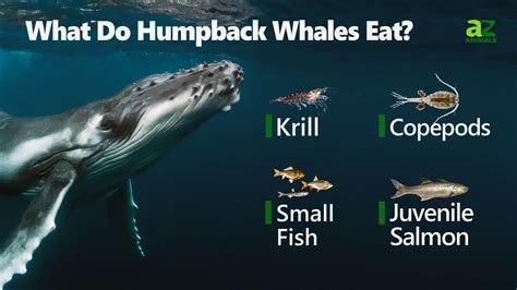humpback whales eat  foods  hunt   animals
