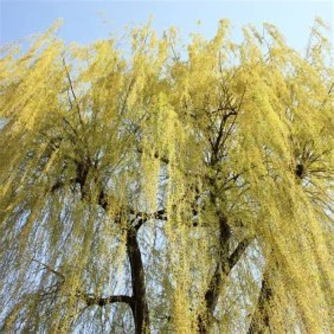 Growing A Weeping Willow Tree Thriftyfun