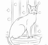 Cat Margay sketch template