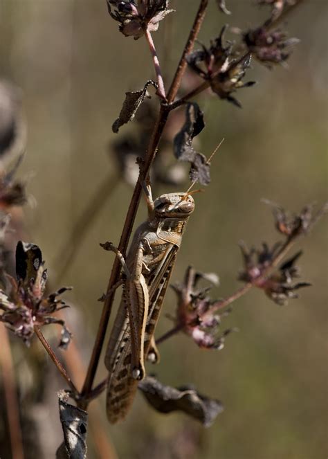 american birdwing grasshopper saveena aka lhdugger flickr