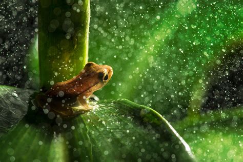 nature animals frog leaves macro rain water drops plants