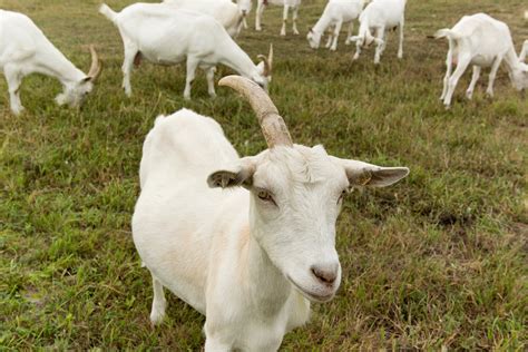 data  healthcare unicorn     horned goat