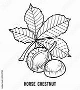 Chestnut Marron Inde Marronnier Colorare Castagna Conker Aesculus Spiky Hippocastanum Containing sketch template