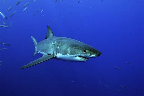 qualcosa  sconosciuto divora squali bianchi negli oceani linkuniverse