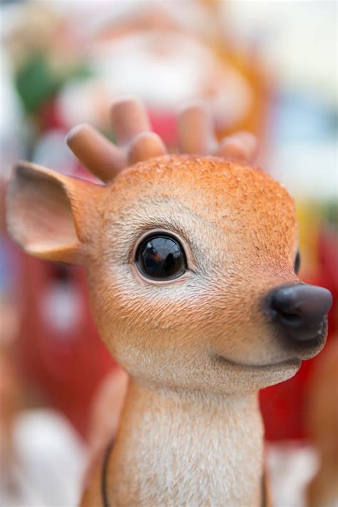 cute reindeer  stock photo public domain pictures