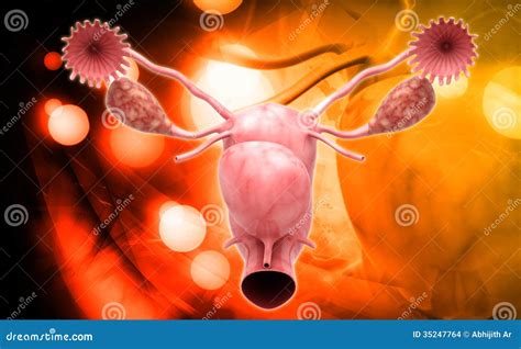 apparato genitale femminile illustrazione  stock illustrazione  effetti medico