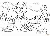 Pato Ducks Colorir Supercoloring sketch template