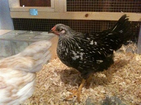 silver laced wyandotte pullet or roo june 13th 8
