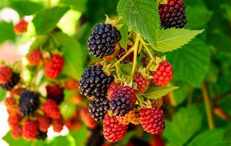 grow blackberries  cuttings slick garden