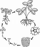 Erdbeeren Lebenszyklus Seed Berries Ripe sketch template