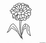 Zinnia Flower Coloring Pages Printable Print Easy sketch template