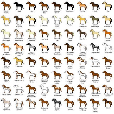 lockwood horses horse colors