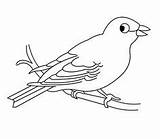 Coloring Pages Bird Canary Sheets Kids sketch template