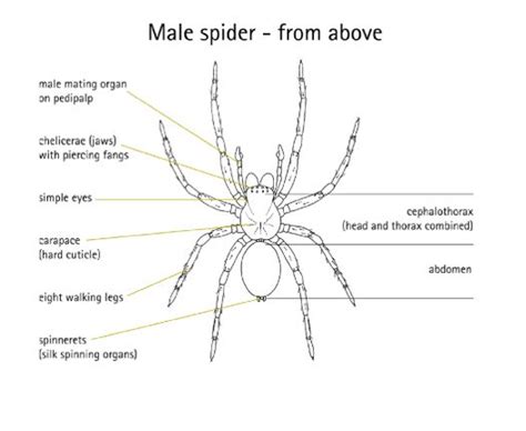 spider structure australian museum