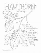 Coloring Hawthorn Courage Pages sketch template