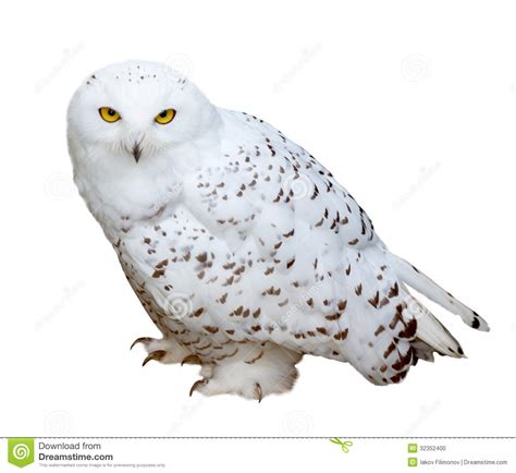 snowy owl clipart clipground