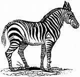 Zebra Coloring Pages Head Cliparts Animals Template sketch template