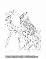 Cardinal Coloring Pages Printable Northern Cardinals Drawing Bird Red Arizona Sparrow Print Getdrawings Line Getcolorings Designlooter Customize Examples Kids Colorings sketch template