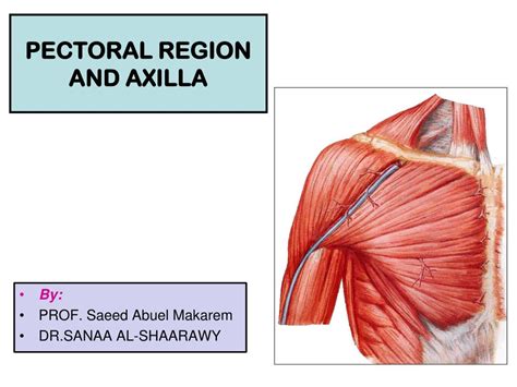 Ppt Pectoral Region And Axilla Powerpoint Presentation Free Download
