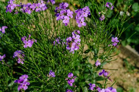paarse bloeiende planten   mooie paarse bloemen tijd voor je tuin