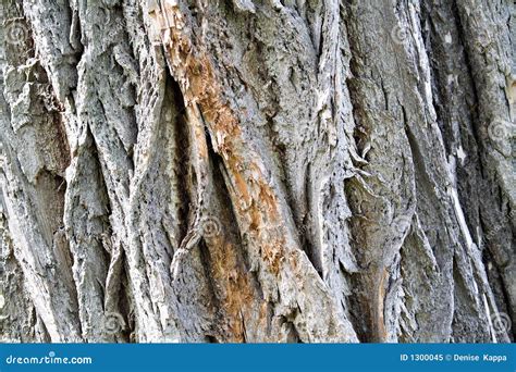 oak stock image image  grain texture depth background