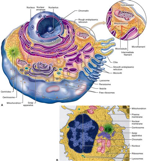 anatomy  cells basicmedical key