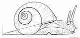 Snail Draw Coloring Drawing Drawings Sea Step Kids Pages Outline Printable Line Print Color Animal sketch template