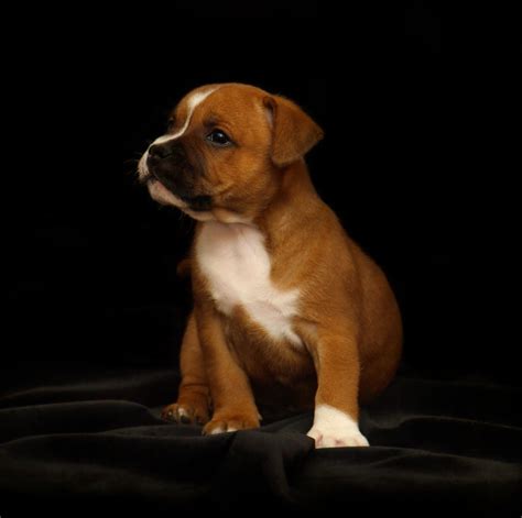 staffordshire bull terrier dog breed history   interesting facts
