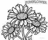 Sunflower Coloring Pages Printable Flower Kids Drawing Adults Flowers Color Clipart Realistic Sunflowers Tattoo Pdf Mandala Adult Cool2bkids Print Plant sketch template