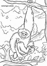 Malvorlage Affen Gibbon Malvorlagen Kostenlose Ausmalbilder Bildes Angebot Anklicken Setzt öffnet Unser Kinder sketch template
