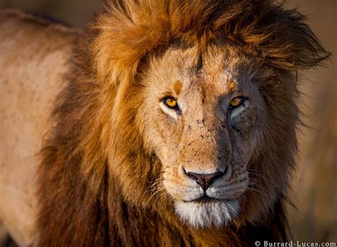 male lion burrard lucas photography