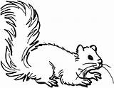 Squirrel Coloring Pages Flying Cliparts Attribution Forget Link Don Library Clipart sketch template