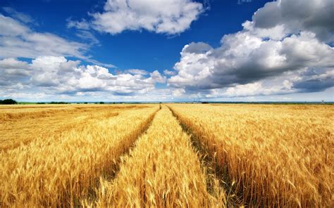 wheat field champs de ble fond ecran paysage fond decran cloud
