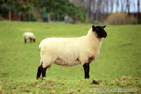 de moutons photo dun mouton black sheep  tete noire en