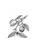 Guava Coloring Tree Almond Drawing Drawings Getdrawings Edupics sketch template