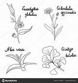 Plantas Medicinales Hierbas Ilustracion Calendula sketch template